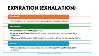 Gaseous Exchange in Humans | Human Respiratory System | Ventilation ...
