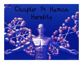 Chapter 14 Human
     Heredity
 
