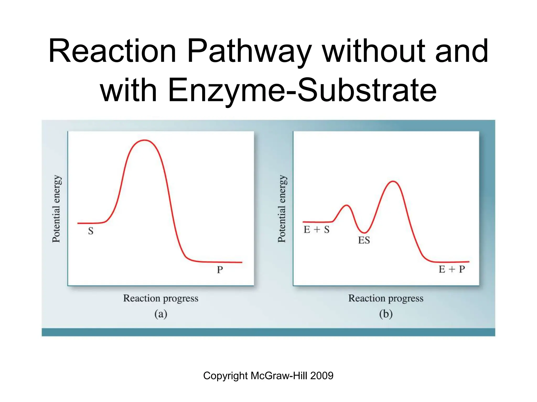 Copyright McGraw-Hill 2009
Reaction Pathway without and
with Enzyme-Substrate
 