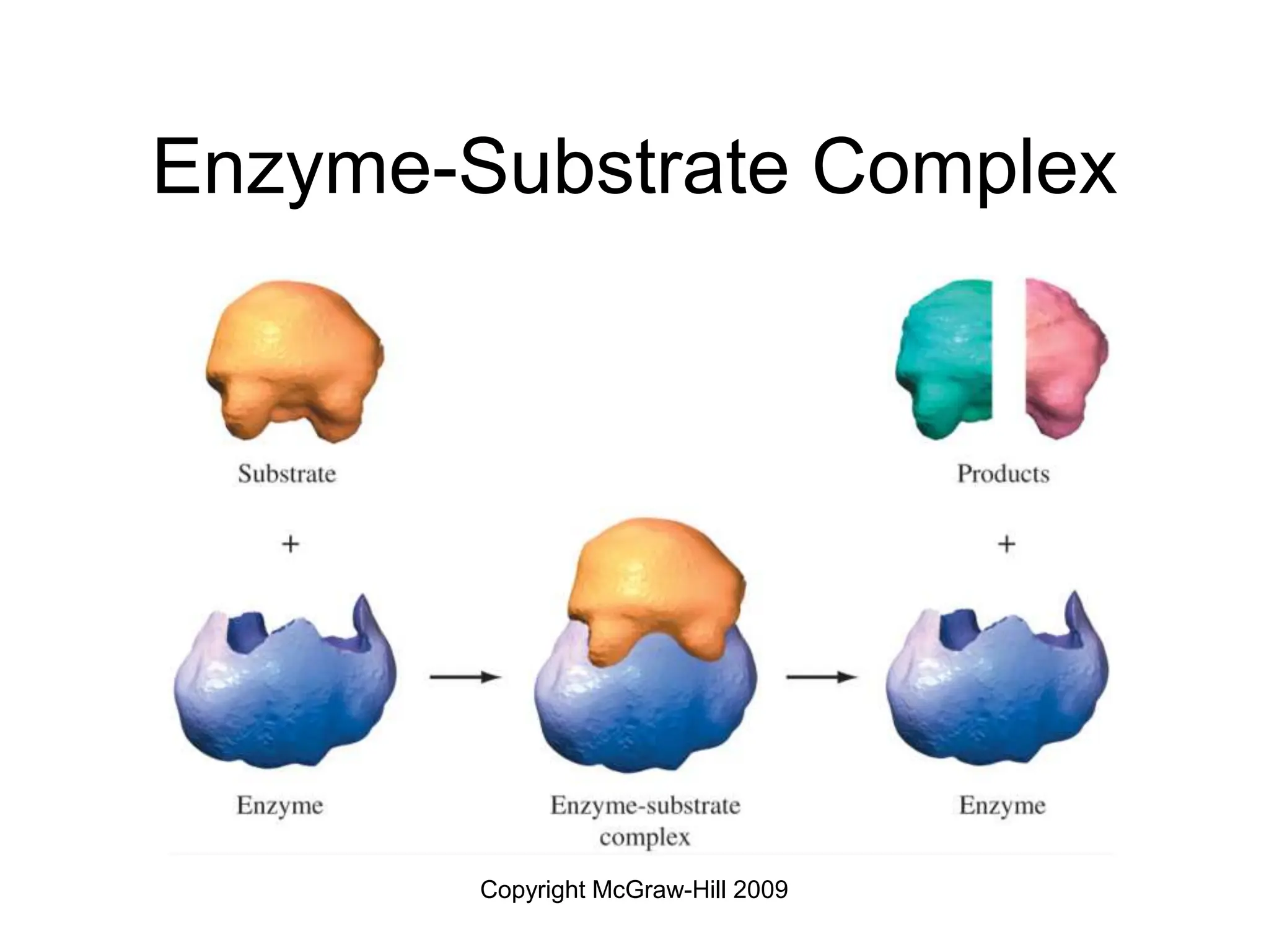 Copyright McGraw-Hill 2009
Enzyme-Substrate Complex
 
