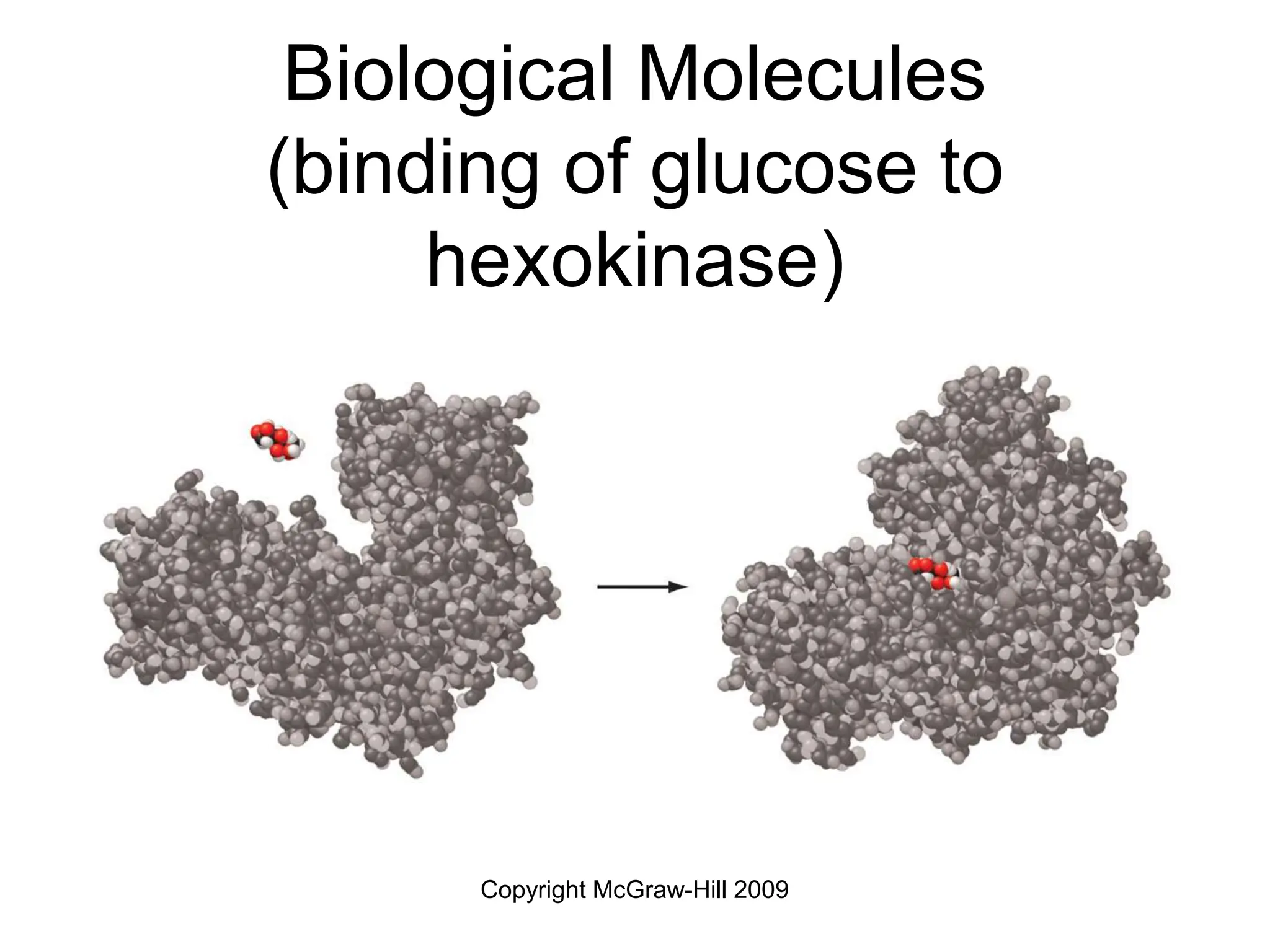 Copyright McGraw-Hill 2009
Biological Molecules
(binding of glucose to
hexokinase)
 