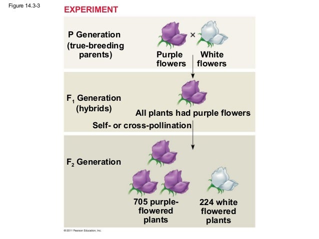 cross pollination of a parental generation These true-breeding plants served as the parental generation in mendel’s experiments the spaces provided: cross-pollination, f1, f2, p, self-pollination. cross pollination of a parental generation These true-breeding plants served as the parental generation in mendel’s experiments the spaces provided: cross-pollination, f1, f2, p, self-pollination.