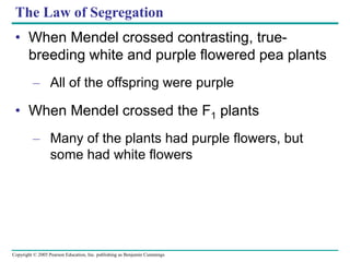 Copyright © 2005 Pearson Education, Inc. publishing as Benjamin Cummings
The Law of Segregation
• When Mendel crossed contrasting, true-
breeding white and purple flowered pea plants
– All of the offspring were purple
• When Mendel crossed the F1 plants
– Many of the plants had purple flowers, but
some had white flowers
 