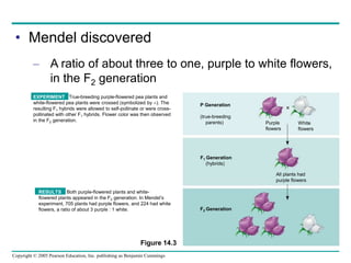 Copyright © 2005 Pearson Education, Inc. publishing as Benjamin Cummings
• Mendel discovered
– A ratio of about three to one, purple to white flowers,
in the F2 generation
Figure 14.3
P Generation
(true-breeding
parents) Purple
flowers
White
flowers

F1 Generation
(hybrids)
All plants had
purple flowers
F2 Generation
EXPERIMENT True-breeding purple-flowered pea plants and
white-flowered pea plants were crossed (symbolized by ). The
resulting F1 hybrids were allowed to self-pollinate or were cross-
pollinated with other F1 hybrids. Flower color was then observed
in the F2 generation.
RESULTS Both purple-flowered plants and white-
flowered plants appeared in the F2 generation. In Mendel’s
experiment, 705 plants had purple flowers, and 224 had white
flowers, a ratio of about 3 purple : 1 white.
 