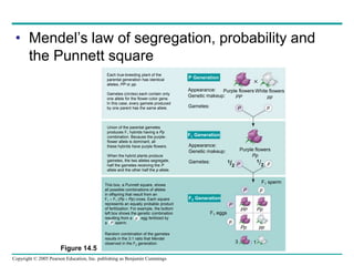 Copyright © 2005 Pearson Education, Inc. publishing as Benjamin Cummings
• Mendel’s law of segregation, probability and
the Punnett square
Figure 14.5
P Generation
F1 Generation
F2 Generation
P p
P p
P p
P
p
Pp
PP
pp
Pp
Appearance:
Genetic makeup:
Purple flowers
PP
White flowers
pp
Purple flowers
Pp
Appearance:
Genetic makeup:
Gametes:
Gametes:
F1 sperm
F1 eggs
1/2
1/2

Each true-breeding plant of the
parental generation has identical
alleles, PP or pp.
Gametes (circles) each contain only
one allele for the flower-color gene.
In this case, every gamete produced
by one parent has the same allele.
Union of the parental gametes
produces F1 hybrids having a Pp
combination. Because the purple-
flower allele is dominant, all
these hybrids have purple flowers.
When the hybrid plants produce
gametes, the two alleles segregate,
half the gametes receiving the P
allele and the other half the p allele.
3 : 1
Random combination of the gametes
results in the 3:1 ratio that Mendel
observed in the F2 generation.
This box, a Punnett square, shows
all possible combinations of alleles
in offspring that result from an
F1  F1 (Pp  Pp) cross. Each square
represents an equally probable product
of fertilization. For example, the bottom
left box shows the genetic combination
resulting from a p egg fertilized by
a P sperm.
 