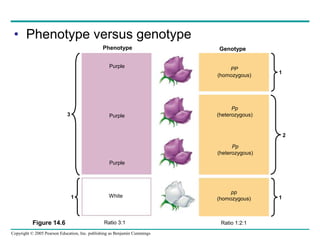Copyright © 2005 Pearson Education, Inc. publishing as Benjamin Cummings
• Phenotype versus genotype
Figure 14.6
3
1 1
2
1
Phenotype
Purple
Purple
Purple
White
Genotype
PP
(homozygous)
Pp
(heterozygous)
Pp
(heterozygous)
pp
(homozygous)
Ratio 3:1 Ratio 1:2:1
 
