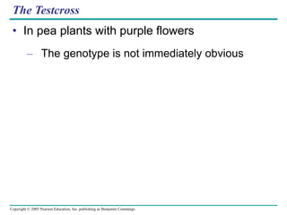 Copyright © 2005 Pearson Education, Inc. publishing as Benjamin Cummings
The Testcross
• In pea plants with purple flowers
– The genotype is not immediately obvious
 