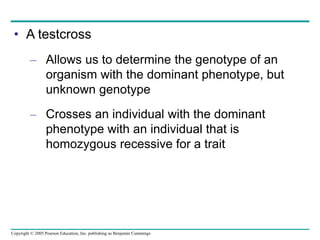 Copyright © 2005 Pearson Education, Inc. publishing as Benjamin Cummings
• A testcross
– Allows us to determine the genotype of an
organism with the dominant phenotype, but
unknown genotype
– Crosses an individual with the dominant
phenotype with an individual that is
homozygous recessive for a trait
 
