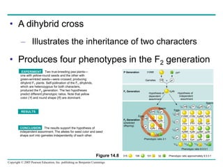 Copyright © 2005 Pearson Education, Inc. publishing as Benjamin Cummings
YYRR
P Generation
Gametes YR yr

yyrr
YyRr
Hypothesis of
dependent
assortment
Hypothesis of
independent
assortment
F2 Generation
(predicted
offspring)
1⁄2 YR
YR
yr
1 ⁄2
1 ⁄2
1⁄2 yr
YYRR YyRr
yyrr
YyRr
3 ⁄4
1 ⁄4
Sperm
Eggs
Phenotypic ratio 3:1
YR
1 ⁄4
Yr
1 ⁄4
yR
1 ⁄4
yr
1 ⁄4
9 ⁄16
3 ⁄16
3 ⁄16
1 ⁄16
YYRR YYRr YyRR YyRr
Yyrr
YyRr
YYrr
YYrr
YyRR YyRr yyRR yyRr
yyrr
yyRr
Yyrr
YyRr
Phenotypic ratio 9:3:3:1
315 108 101 32 Phenotypic ratio approximately 9:3:3:1
F1 Generation
Eggs
YR Yr yR yr
1 ⁄4
1 ⁄4
1 ⁄4
1 ⁄4
Sperm
RESULTS
CONCLUSION The results support the hypothesis of
independent assortment. The alleles for seed color and seed
shape sort into gametes independently of each other.
EXPERIMENT Two true-breeding pea plants—
one with yellow-round seeds and the other with
green-wrinkled seeds—were crossed, producing
dihybrid F1 plants. Self-pollination of the F1 dihybrids,
which are heterozygous for both characters,
produced the F2 generation. The two hypotheses
predict different phenotypic ratios. Note that yellow
color (Y) and round shape (R) are dominant.
• A dihybrid cross
– Illustrates the inheritance of two characters
• Produces four phenotypes in the F2 generation
Figure 14.8
 