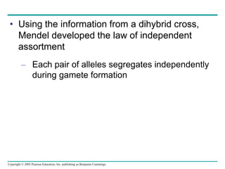 Copyright © 2005 Pearson Education, Inc. publishing as Benjamin Cummings
• Using the information from a dihybrid cross,
Mendel developed the law of independent
assortment
– Each pair of alleles segregates independently
during gamete formation
 
