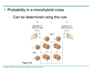 Copyright © 2005 Pearson Education, Inc. publishing as Benjamin Cummings
• Probability in a monohybrid cross
– Can be determined using this rule

Rr
Segregation of
alleles into eggs
Rr
Segregation of
alleles into sperm
R r
r
R
R
R
R
1⁄2
1⁄2
1⁄2
1⁄4
1⁄4
1⁄4
1⁄4
1⁄2 r
r
R r
r
Sperm

Eggs
Figure 14.9
 