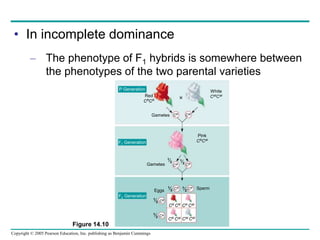 Copyright © 2005 Pearson Education, Inc. publishing as Benjamin Cummings
• In incomplete dominance
– The phenotype of F1 hybrids is somewhere between
the phenotypes of the two parental varieties
Figure 14.10
P Generation
F1 Generation
F2 Generation
Red
CRCR
Gametes CR CW

White
CWCW
Pink
CRCW
Sperm
CR
CR
CR
Cw
CR
CR
Gametes
1⁄2 1⁄2
1⁄2
1⁄2
1⁄2
Eggs
1⁄2
CR CR CR CW
CW CW
CR CW
 