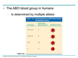 Copyright © 2005 Pearson Education, Inc. publishing as Benjamin Cummings
• The ABO blood group in humans
– Is determined by multiple alleles
Table 14.2
 