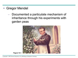 Copyright © 2005 Pearson Education, Inc. publishing as Benjamin Cummings
• Gregor Mendel
– Documented a particulate mechanism of
inheritance through his experiments with
garden peas
Figure 14.1
 