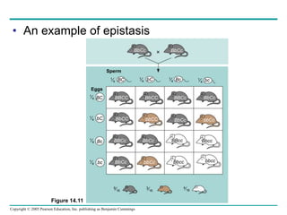 Copyright © 2005 Pearson Education, Inc. publishing as Benjamin Cummings
• An example of epistasis
Figure 14.11
BC bC Bc bc
1⁄4
1⁄4
1⁄4
1⁄4
BC
bC
Bc
bc
1⁄4
1⁄4
1⁄4
1⁄4
BBCc BbCc BBcc Bbcc
Bbcc bbcc
bbCc
BbCc
BbCC bbCC BbCc bbCc
BBCC BbCC BBCc BbCc
9⁄16
3⁄16
4⁄16
BbCc BbCc

Sperm
Eggs
 