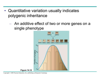 Copyright © 2005 Pearson Education, Inc. publishing as Benjamin Cummings

AaBbCc AaBbCc
aabbcc Aabbcc AaBbcc AaBbCc AABbCcAABBCcAABBCC
20⁄64
15⁄64
6⁄64
1⁄64
• Quantitative variation usually indicates
polygenic inheritance
– An additive effect of two or more genes on a
single phenotype
Figure 14.12
 