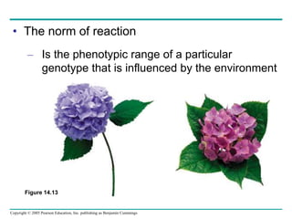 Copyright © 2005 Pearson Education, Inc. publishing as Benjamin Cummings
• The norm of reaction
– Is the phenotypic range of a particular
genotype that is influenced by the environment
Figure 14.13
 