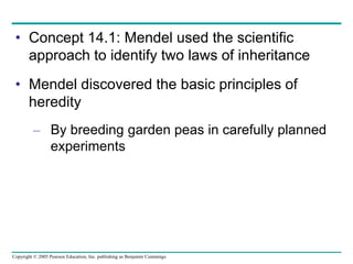 Copyright © 2005 Pearson Education, Inc. publishing as Benjamin Cummings
• Concept 14.1: Mendel used the scientific
approach to identify two laws of inheritance
• Mendel discovered the basic principles of
heredity
– By breeding garden peas in carefully planned
experiments
 