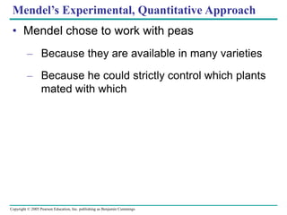 Copyright © 2005 Pearson Education, Inc. publishing as Benjamin Cummings
Mendel’s Experimental, Quantitative Approach
• Mendel chose to work with peas
– Because they are available in many varieties
– Because he could strictly control which plants
mated with which
 