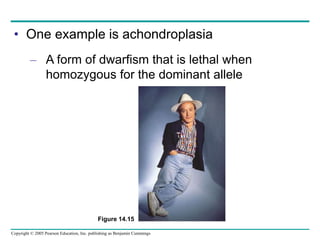 Copyright © 2005 Pearson Education, Inc. publishing as Benjamin Cummings
• One example is achondroplasia
– A form of dwarfism that is lethal when
homozygous for the dominant allele
Figure 14.15
 