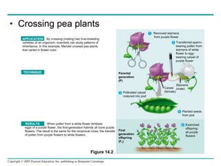 Copyright © 2005 Pearson Education, Inc. publishing as Benjamin Cummings
• Crossing pea plants
Figure 14.2
1
5
4
3
2
Removed stamens
from purple flower
Transferred sperm-
bearing pollen from
stamens of white
flower to egg-
bearing carpel of
purple flower
Parental
generation
(P)
Pollinated carpel
matured into pod
Carpel
(female)
Stamens
(male)
Planted seeds
from pod
Examined
offspring:
all purple
flowers
First
generation
offspring
(F1)
APPLICATION By crossing (mating) two true-breeding
varieties of an organism, scientists can study patterns of
inheritance. In this example, Mendel crossed pea plants
that varied in flower color.
TECHNIQUE
TECHNIQUE
When pollen from a white flower fertilizes
eggs of a purple flower, the first-generation hybrids all have purple
flowers. The result is the same for the reciprocal cross, the transfer
of pollen from purple flowers to white flowers.
TECHNIQUE
RESULTS
 
