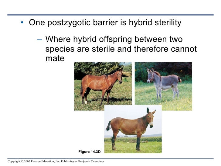 Chapter 14 The Origin of Species