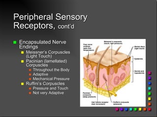 Pacinian And Ruffini Chapter14 peripheralns marieb | PPT