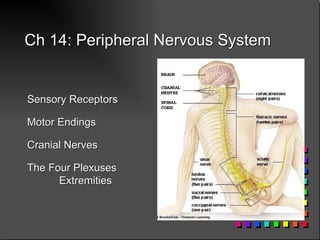 Ch 14: Peripheral Nervous System Sensory Receptors Motor Endings Cranial Nerves The Four Plexuses Extremities 