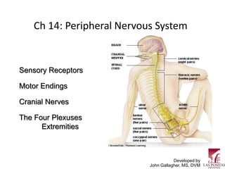 Ch 14: Peripheral Nervous System


Sensory Receptors

Motor Endings

Cranial Nerves

The Four Plexuses
      Extremities



                                       Developed by
                            John Gallagher, MS, DVM
 