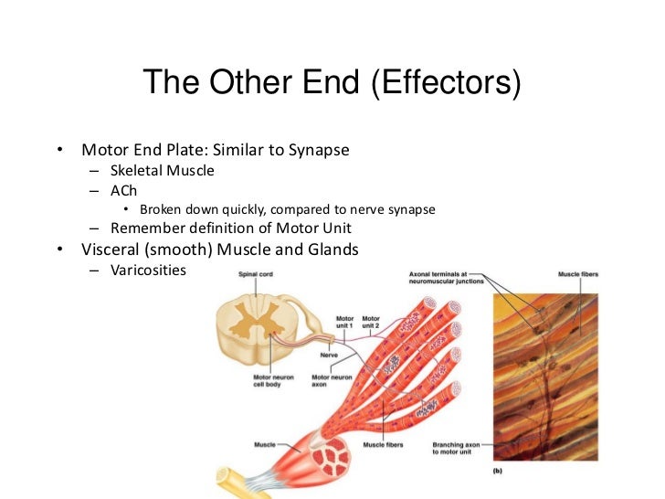 Chapter14 peripheralns marieb