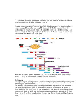 C. Positional cloning is any method of cloning that makes use of information about a
gene’s chromosomal location in order to clone it.
You know that your gene of interest (gene X) is linked to gene A, for which you have a
probe: Using a library of overlapping RE fragments à Isolate a clone (clone 1)
containing A à RE analysis of clone 1à use end of clone 1 as a probe to isolate a new
clone (clone 2) à RE analysis of clone 2 à use end of clone 2 as a probe to isolate a
new clone à etc à until you get to gene X
(From: AN INTRODUCTION TO GENETIC ANALYSIS 6/E BY Griffiths, Miller, Suzuki, Leontin,
Gelbart  1996 by W. H. Freeman and Company. Used with permission.)
D. Tagging
Use a gene (tag) to which you have a probe to mark your gene of interest by inserting that
gene into your gene of interest
For example, you are interested in cloning genes that are important for iron transport….
Use transposon (jumping gene) to hop randomly into the chromosome à Screen for
those organisms that are affected in iron transport à cross putative tagged iron transport
mutants with tester to verify that the mutant phenotype segregates with the tag à make
library of the DNA from tagged mutant à select or probe for the tag (and therefore your
gene)
 