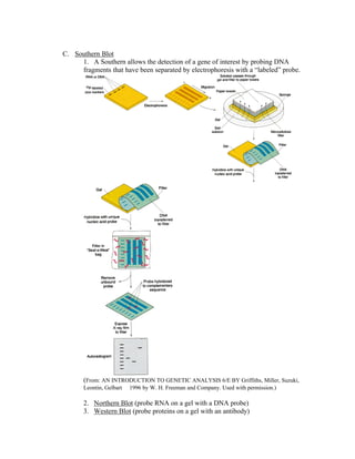 C. Southern Blot
1. A Southern allows the detection of a gene of interest by probing DNA
fragments that have been separated by electrophoresis with a “labeled” probe.
(From: AN INTRODUCTION TO GENETIC ANALYSIS 6/E BY Griffiths, Miller, Suzuki,
Leontin, Gelbart  1996 by W. H. Freeman and Company. Used with permission.)
2. Northern Blot (probe RNA on a gel with a DNA probe)
3. Western Blot (probe proteins on a gel with an antibody)
 