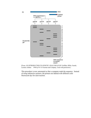 (From: AN INTRODUCTION TO GENETIC ANALYSIS 6/E BY Griffiths, Miller, Suzuki,
Leontin, Gelbart  1996 by W. H. Freeman and Company. Used with permission.)
This procedure is now automated so that a computer reads the sequence. Instead
of using radioactive primers, the primers are labeled with different color
fluorescent dye for each reaction.
 