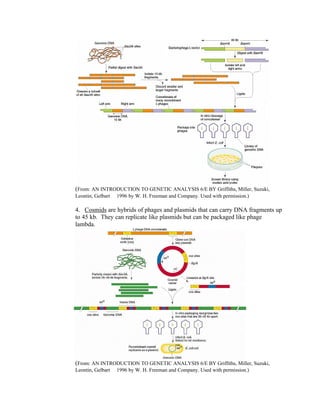 (From: AN INTRODUCTION TO GENETIC ANALYSIS 6/E BY Griffiths, Miller, Suzuki,
Leontin, Gelbart  1996 by W. H. Freeman and Company. Used with permission.)
4. Cosmids are hybrids of phages and plasmids that can carry DNA fragments up
to 45 kb. They can replicate like plasmids but can be packaged like phage
lambda.
(From: AN INTRODUCTION TO GENETIC ANALYSIS 6/E BY Griffiths, Miller, Suzuki,
Leontin, Gelbart  1996 by W. H. Freeman and Company. Used with permission.)
 