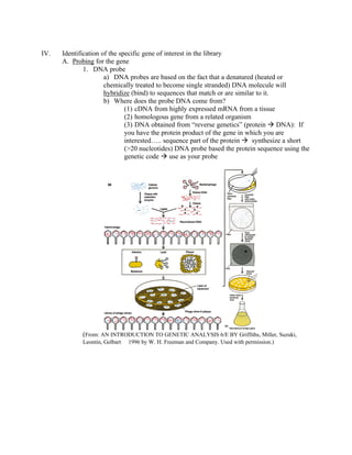 IV. Identification of the specific gene of interest in the library
A. Probing for the gene
1. DNA probe
a) DNA probes are based on the fact that a denatured (heated or
chemically treated to become single stranded) DNA molecule will
hybridize (bind) to sequences that match or are similar to it.
b) Where does the probe DNA come from?
(1) cDNA from highly expressed mRNA from a tissue
(2) homologous gene from a related organism
(3) DNA obtained from “reverse genetics” (protein à DNA): If
you have the protein product of the gene in which you are
interested….. sequence part of the protein à synthesize a short
(>20 nucleotides) DNA probe based the protein sequence using the
genetic code à use as your probe
(From: AN INTRODUCTION TO GENETIC ANALYSIS 6/E BY Griffiths, Miller, Suzuki,
Leontin, Gelbart  1996 by W. H. Freeman and Company. Used with permission.)
 