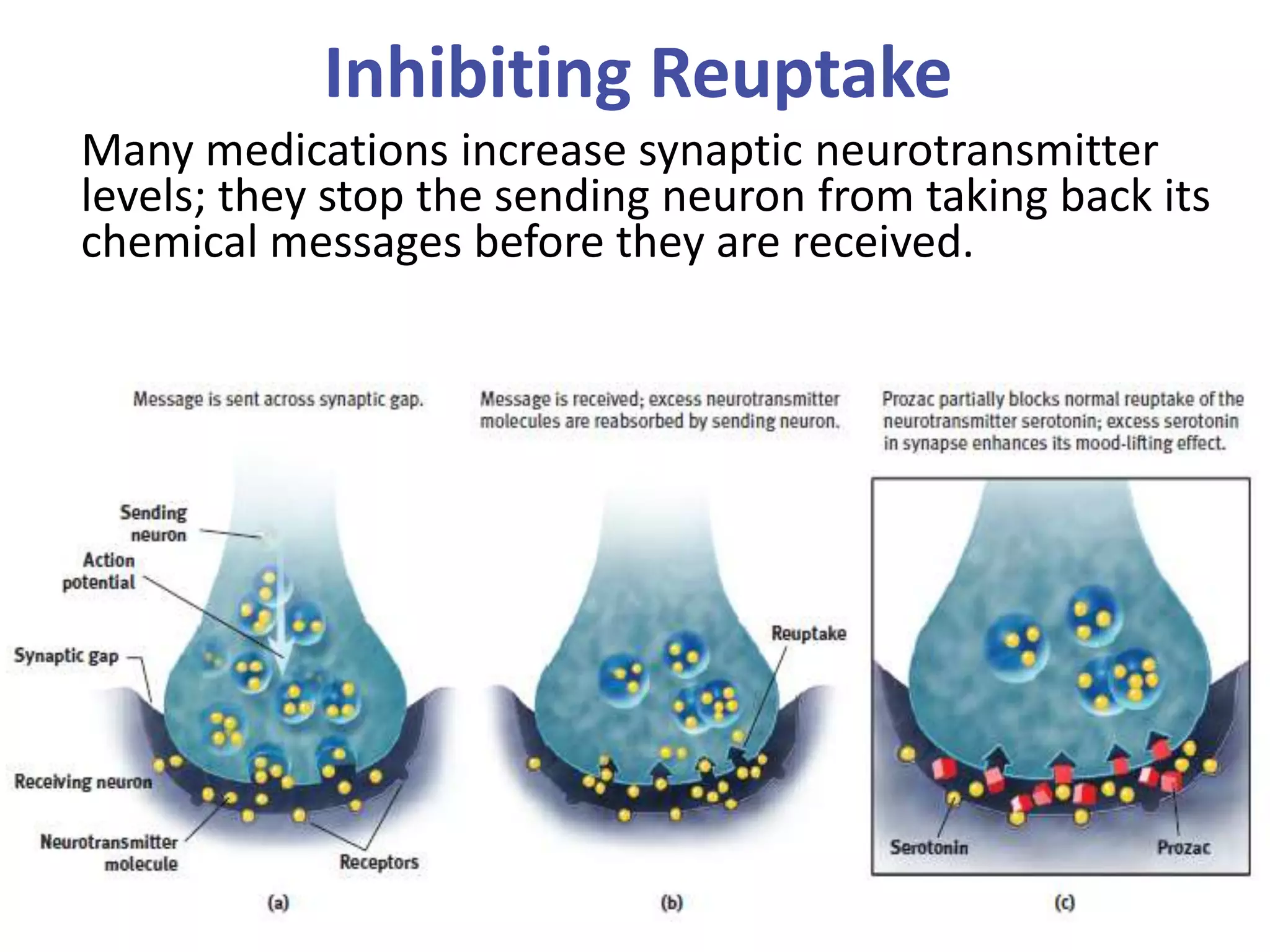 Inhibiting Reuptake
Many medications increase synaptic neurotransmitter
levels; they stop the sending neuron from taking back its
chemical messages before they are received.

 