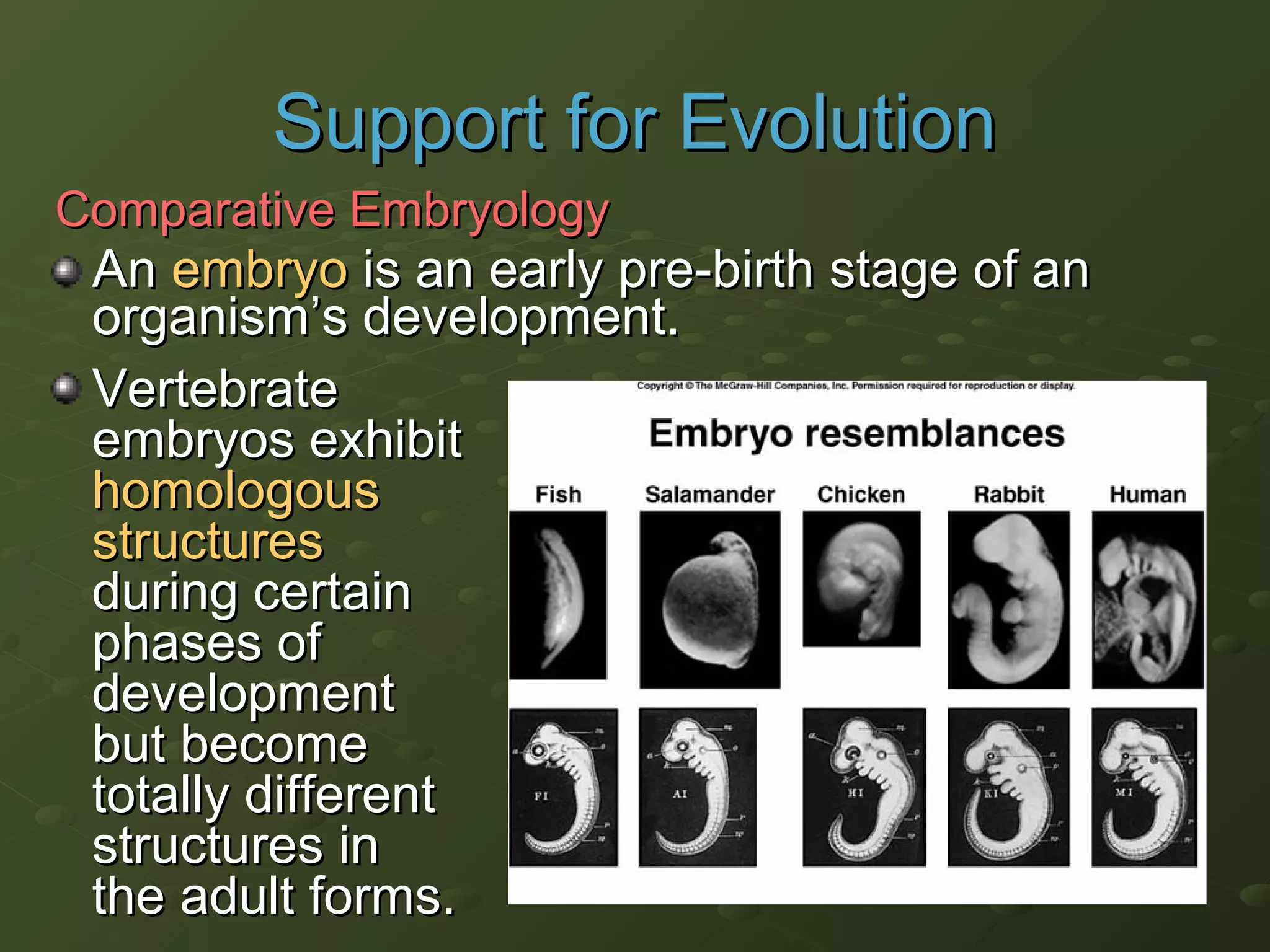 AnAn embryoembryo is an early pre-birth stage of anis an early pre-birth stage of an
organismorganism’s development.’s development.
VertebrateVertebrate
embryos exhibitembryos exhibit
homologoushomologous
structuresstructures
during certainduring certain
phases ofphases of
developmentdevelopment
but becomebut become
totally differenttotally different
structures instructures in
the adult forms.the adult forms.
Support for EvolutionSupport for Evolution
Comparative EmbryologyComparative Embryology
 