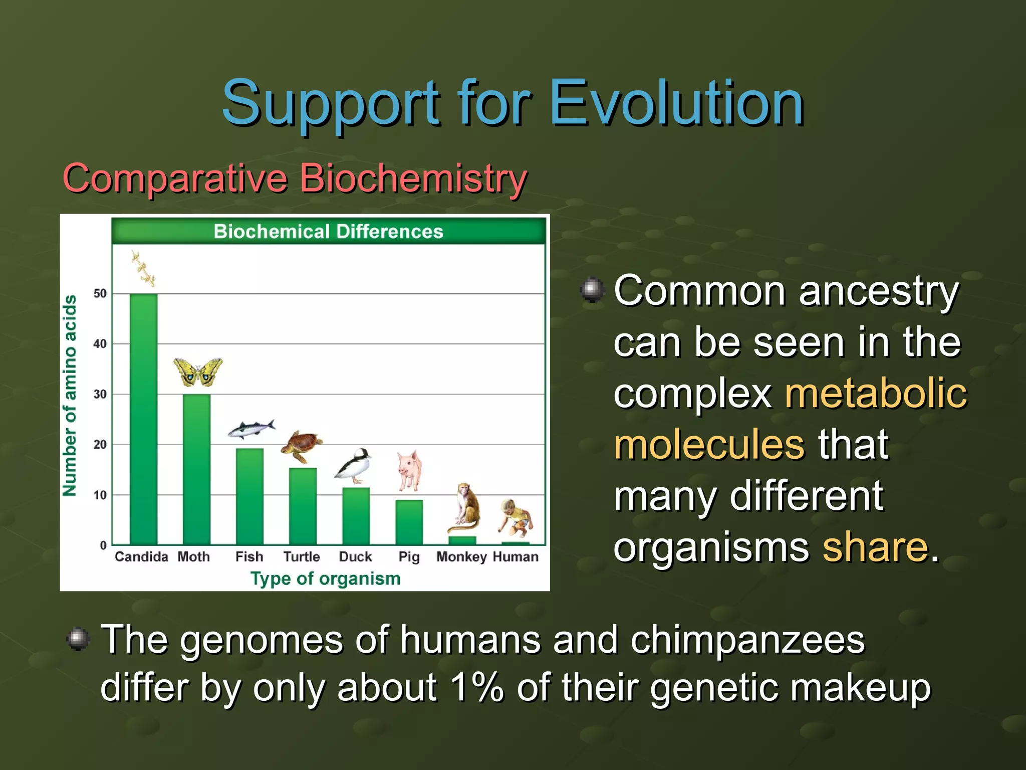 Comparative BiochemistryComparative Biochemistry
Common ancestryCommon ancestry
can be seen in thecan be seen in the
complexcomplex metabolicmetabolic
moleculesmolecules thatthat
many differentmany different
organismsorganisms shareshare..
Support for EvolutionSupport for Evolution
The genomes of humans and chimpanzeesThe genomes of humans and chimpanzees
differ by only about 1% of their genetic makeupdiffer by only about 1% of their genetic makeup
 