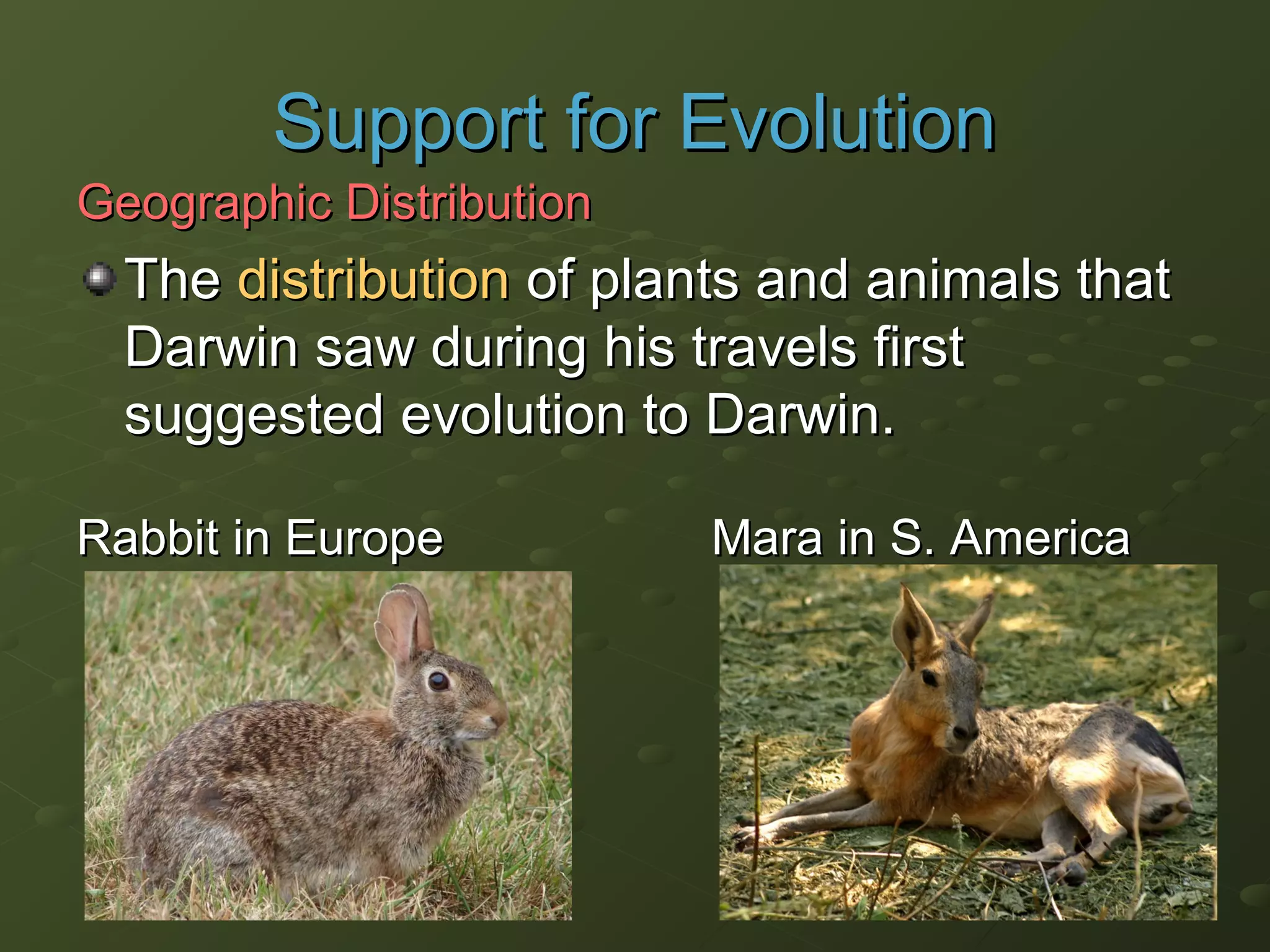 Geographic DistributionGeographic Distribution
TheThe distributiondistribution of plants and animals thatof plants and animals that
Darwin saw during his travels firstDarwin saw during his travels first
suggested evolution to Darwin.suggested evolution to Darwin.
Rabbit in EuropeRabbit in Europe Mara in S. AmericaMara in S. America
Support for EvolutionSupport for Evolution
 