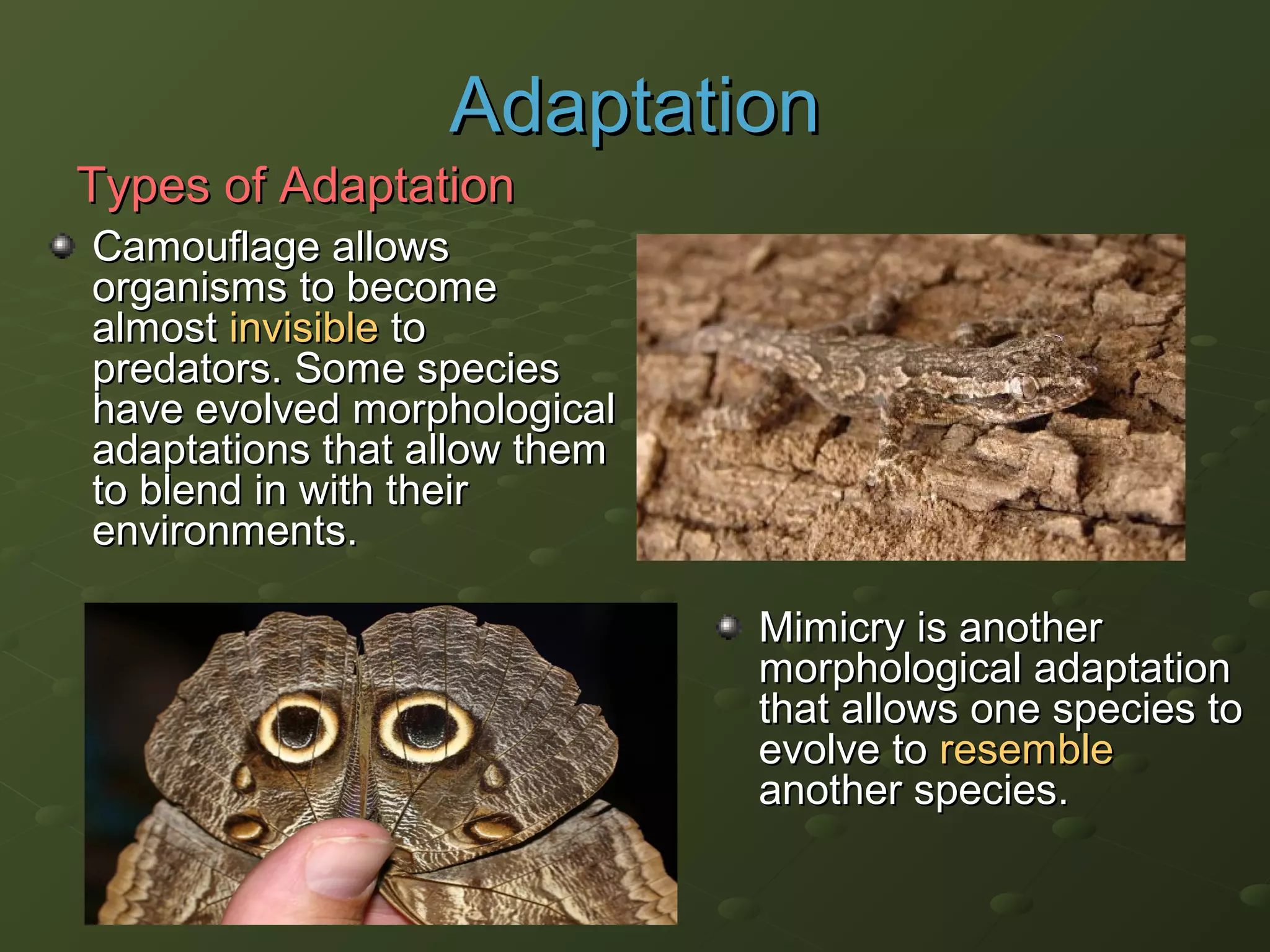 Camouflage allowsCamouflage allows
organisms to becomeorganisms to become
almostalmost invisibleinvisible toto
predators. Some speciespredators. Some species
have evolved morphologicalhave evolved morphological
adaptations that allow themadaptations that allow them
to blend in with theirto blend in with their
environments.environments.
MimicryMimicry is anotheris another
morphological adaptationmorphological adaptation
that allows one species tothat allows one species to
evolve toevolve to resembleresemble
another speciesanother species..
AdaptationAdaptation
Types of AdaptationTypes of Adaptation
 