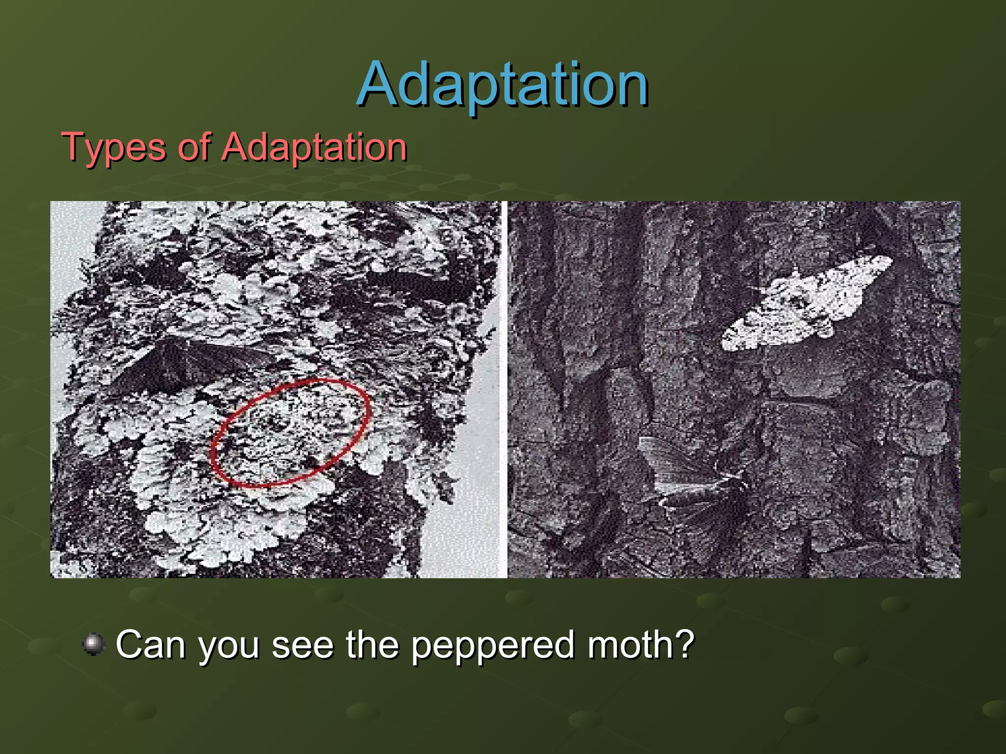 Can you see the peppered moth?Can you see the peppered moth?
AdaptationAdaptation
Types of AdaptationTypes of Adaptation
 