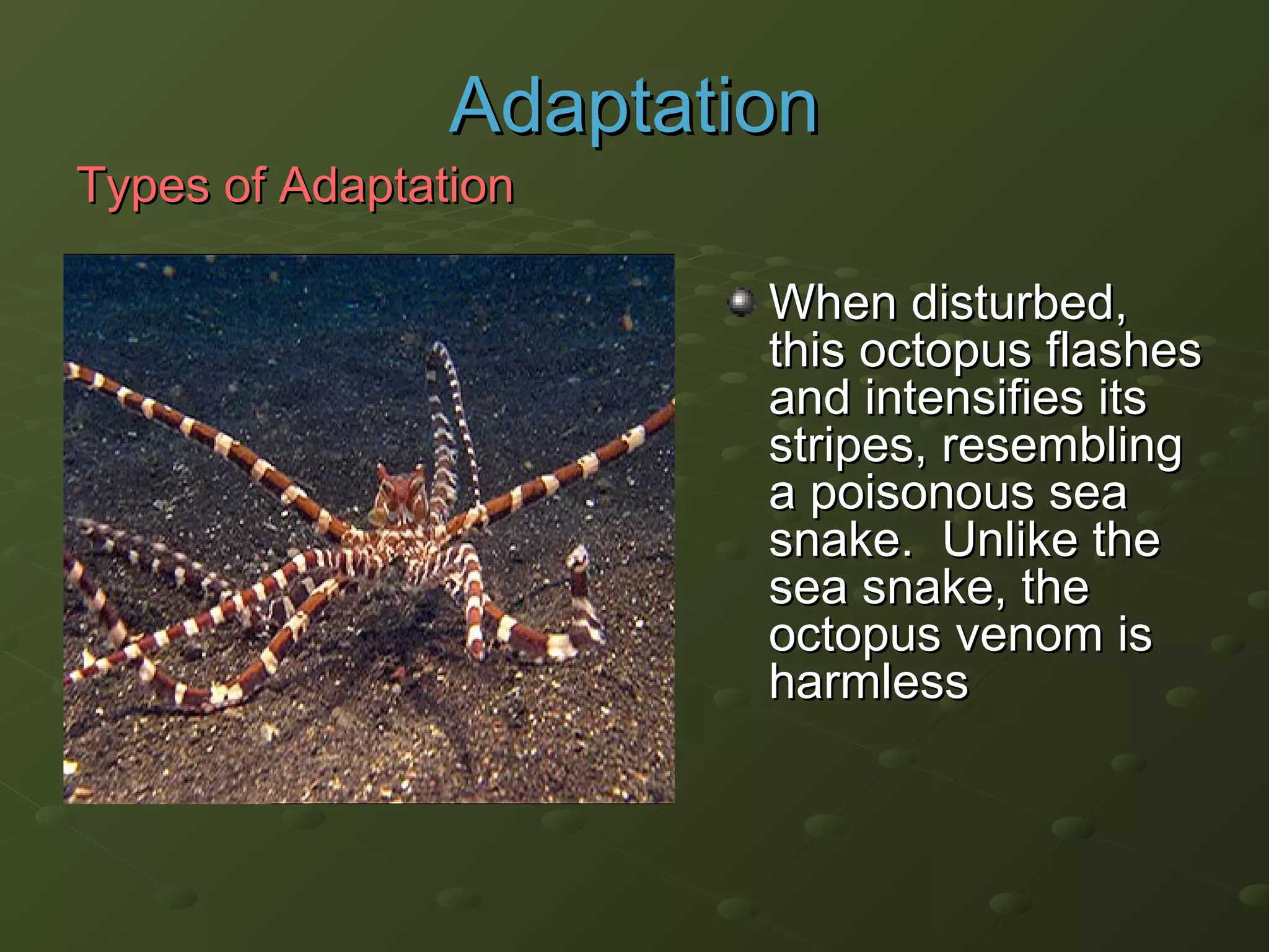 When disturbed,When disturbed,
this octopus flashesthis octopus flashes
and intensifies itsand intensifies its
stripes, resemblingstripes, resembling
a poisonous seaa poisonous sea
snake. Unlike thesnake. Unlike the
sea snake, thesea snake, the
octopus venom isoctopus venom is
harmlessharmless
AdaptationAdaptation
Types of AdaptationTypes of Adaptation
 