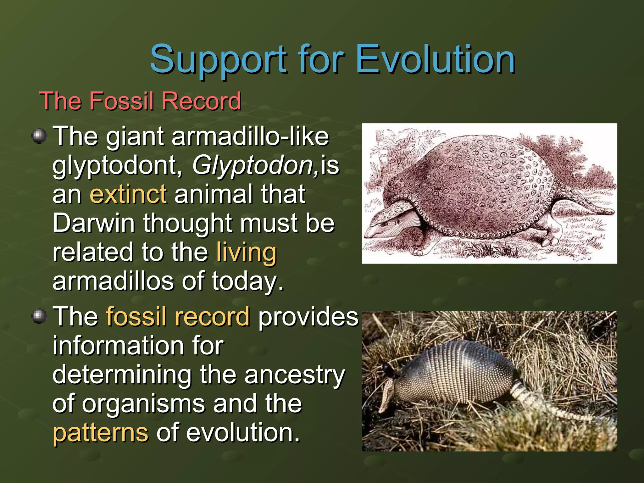 The giant armadillo-likeThe giant armadillo-like
glyptodont,glyptodont, Glyptodon,Glyptodon,isis
anan extinctextinct animal thatanimal that
Darwin thought must beDarwin thought must be
related to therelated to the livingliving
armadillos of today.armadillos of today.
TheThe fossil recordfossil record providesprovides
information forinformation for
determining the ancestrydetermining the ancestry
of organisms and theof organisms and the
patternspatterns of evolution.of evolution.
Support for EvolutionSupport for Evolution
The Fossil RecordThe Fossil Record
 