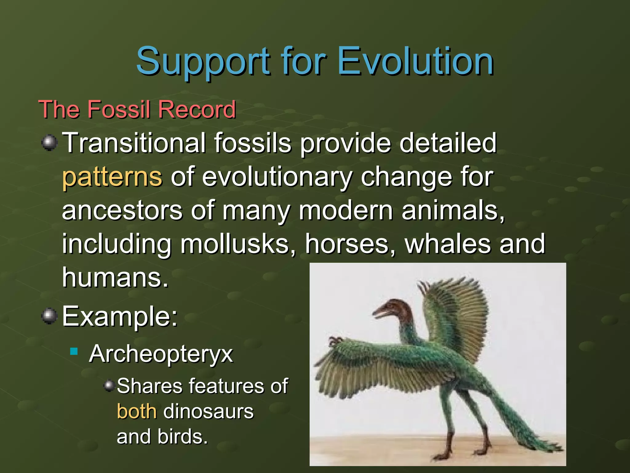 Transitional fossils provide detailedTransitional fossils provide detailed
patternspatterns of evolutionary change forof evolutionary change for
ancestors of many modern animals,ancestors of many modern animals,
including mollusks, horses, whales andincluding mollusks, horses, whales and
humans.humans.
Example:Example:

ArcheopteryxArcheopteryx
Shares features ofShares features of
bothboth dinosaursdinosaurs
and birds.and birds.
Support for EvolutionSupport for Evolution
The Fossil RecordThe Fossil Record
 