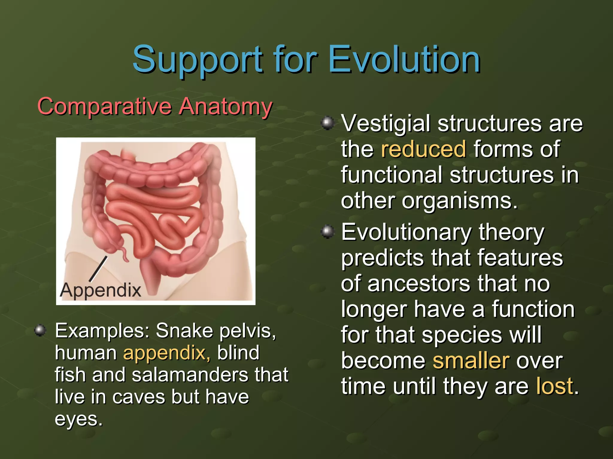 Vestigial structures areVestigial structures are
thethe reducedreduced forms offorms of
functional structures infunctional structures in
other organisms.other organisms.
Evolutionary theoryEvolutionary theory
predicts that featurespredicts that features
of ancestors that noof ancestors that no
longer have a functionlonger have a function
for that species willfor that species will
becomebecome smallersmaller overover
time until they aretime until they are lostlost..
Examples: Snake pelvis,Examples: Snake pelvis,
humanhuman appendix,appendix, blindblind
fish and salamanders thatfish and salamanders that
live in caves but havelive in caves but have
eyes.eyes.
Support for EvolutionSupport for Evolution
Comparative AnatomyComparative Anatomy
 