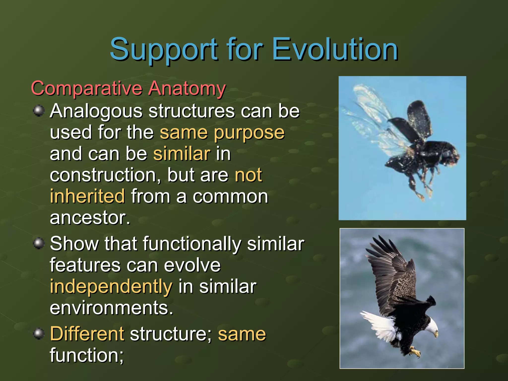 Analogous structures can beAnalogous structures can be
used for theused for the same purposesame purpose
and can beand can be similarsimilar inin
construction, but areconstruction, but are notnot
inheritedinherited from a commonfrom a common
ancestor.ancestor.
Show that functionally similarShow that functionally similar
features can evolvefeatures can evolve
independentlyindependently in similarin similar
environments.environments.
DifferentDifferent structure;structure; samesame
function;function;
Support for EvolutionSupport for Evolution
Comparative AnatomyComparative Anatomy
 