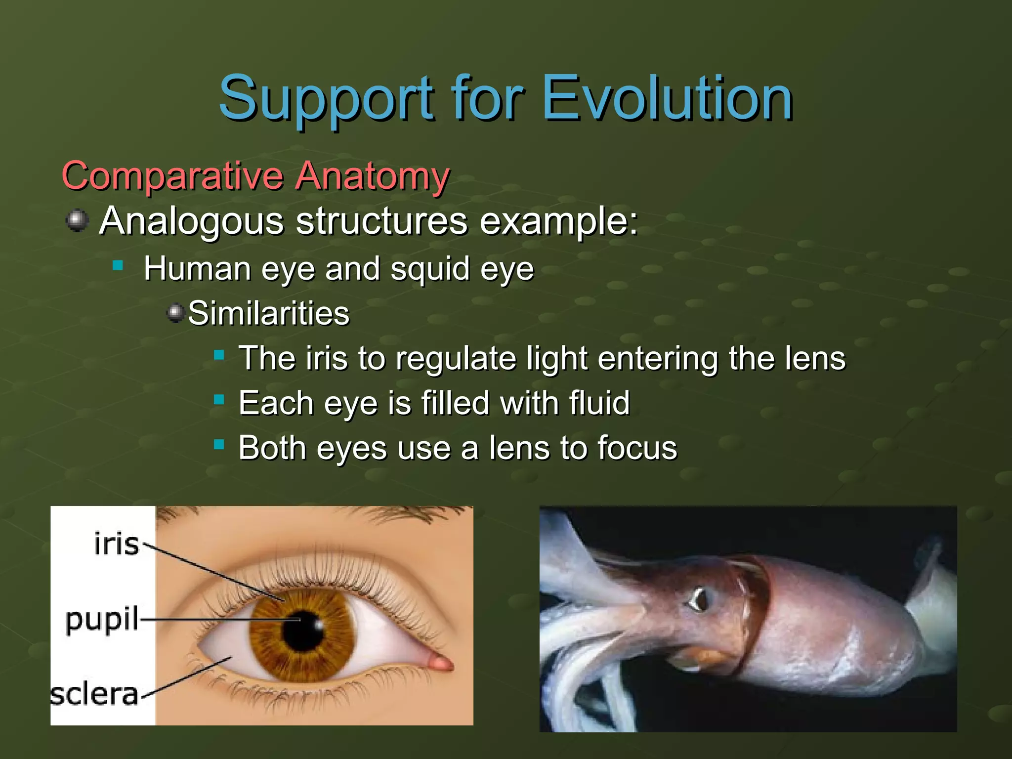 Analogous structures example:Analogous structures example:

Human eye and squid eyeHuman eye and squid eye
SimilaritiesSimilarities

The iris to regulate light entering the lensThe iris to regulate light entering the lens

Each eye is filled with fluidEach eye is filled with fluid

Both eyes use a lens to focusBoth eyes use a lens to focus
function;function;
Support for EvolutionSupport for Evolution
Comparative AnatomyComparative Anatomy
 