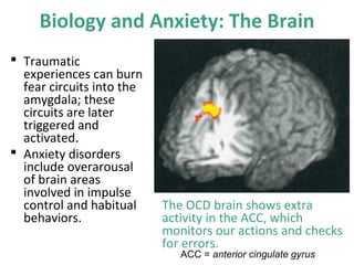 Biology and Anxiety: The Brain
 Traumatic
experiences can burn
fear circuits into the
amygdala; these
circuits are later
triggered and
activated.
 Anxiety disorders
include overarousal
of brain areas
involved in impulse
control and habitual
behaviors.
The OCD brain shows extra
activity in the ACC, which
monitors our actions and checks
for errors.
ACC = anterior cingulate gyrus
 