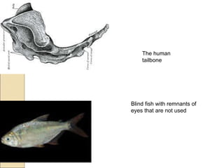 The human tailbone Blind fish with remnants of eyes that are not used 