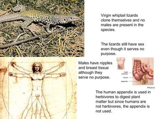 Virgin whiptail lizards clone themselves and no males are present in the species. The lizards still have sex even though it serves no purpose. Males have nipples and breast tissue although they serve no purpose. The human appendix is used in herbivores to digest plant matter but since humans are not herbivores, the appendix is not used. 